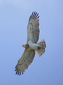 Short-toed Eagle  - Circaetus gallicus © John Muddeman